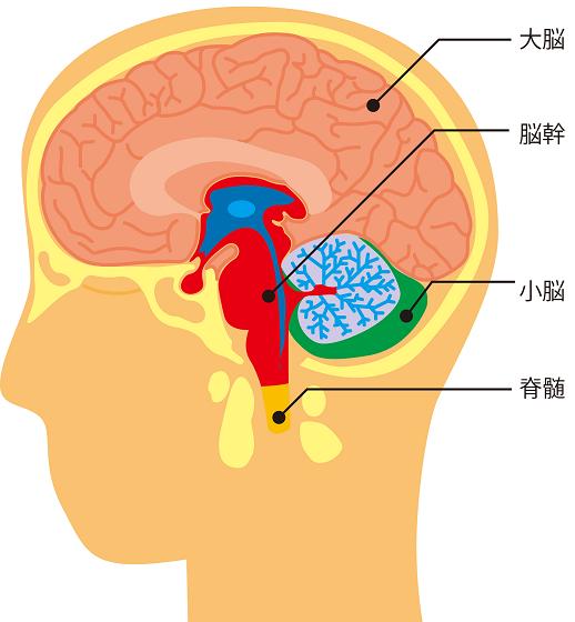 大脳・脳幹・小脳・脊髄