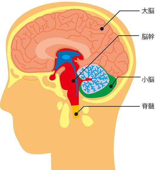 脳幹の解剖イラスト めまいナビゲーション